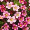 Saxifraga Alpino Early Pink ('Saxz0009') (PBR) (x Arendsii) | 9cm Pot -Perennial Plants Sales Store RH30004620 1b39