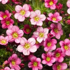 Saxifraga Alpino Early Pink ('Saxz0009') (PBR) (x Arendsii) | 9cm Pot