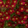 Saxifraga Alpino Red ('Saxz0014') (x Arendsii) | 9cm Pot -Perennial Plants Sales Store RH30004621 eb26