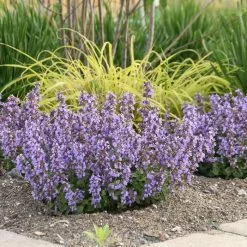 Nepeta Faassenii Cat's Pajamas | 9cm Pot