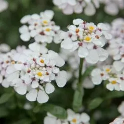 Iberis Masterpiece (PBR) | 9cm Pot