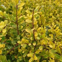 Ilex Crenata Golden Gem | 9cm Pot