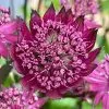 Astrantia Burgundy Manor | 9cm Pot