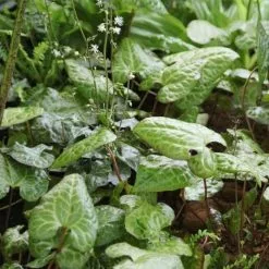 Beesia Calthifolia | 9cm Pot