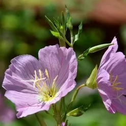 Oenothera Speciosa Siskiyou | 9cm Pot
