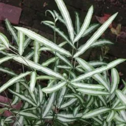 Pteris Nipponica | 9cm Pot