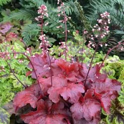 Heuchera Fire Alarm (PBR) | 9cm Pot