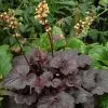 Heuchera Gotham (PBR) | 9cm Pot -Perennial Plants Sales Store RH30004753 0a8f