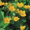 Caltha Palustris | 9cm Pot -Perennial Plants Sales Store RH30004758 2204
