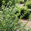 Ilex Crenata Convexa | 9cm Pot -Perennial Plants Sales Store RH30004826 9238