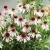 Echinacea Pretty Parasols ('JS Engeltje') (PBR) | 9cm Pot -Perennial Plants Sales Store RH30004874 5aab