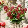 Skimmia Japonica Red Dwarf ('Moerings 2') (PBR) | 9cm Pot 1 Skimmia Japonica Red Dwarf ('Moerings 2') (PBR) | 9cm Pot -Perennial Plants Sales Store RH30004876 84b1