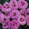 Dianthus Pop Star ('WP04 ESTHER') (PBR) | 9cm Pot -Perennial Plants Sales Store RH30004893 c022
