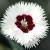 Dianthus Stargazer ('WP13 GIL05') (PBR) (Whetman Stars Series) | 9cm Pot -Perennial Plants Sales Store RH30004894 c9a0