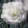 Dianthus Bridal Star ('WP18 CAS06') (PBR) | 9cm Pot