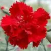 Dianthus Lady In Red ('WP04 XANTHE') (PBR) | 9cm Pot -Perennial Plants Sales Store RH30004896 a47d