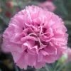 Dianthus Pink Ruffles ('WP18 MOW09') (PBR) | 9cm Pot