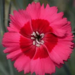Dianthus (Allwoodii Group) Cosmopolitan ('WP15 PIE43') (PBR) | 9cm Pot