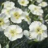 Dianthus Mojito ('WP15 PIE41') (PBR) | 9cm Pot -Perennial Plants Sales Store RH30004901 c468