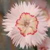 Dianthus (Allwoodii Group) Tequila Sunrise ('WP15 PIE45') (PBR) | 9cm Pot -Perennial Plants Sales Store RH30004903 b22f