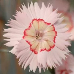 Dianthus (Allwoodii Group) Tequila Sunrise ('WP15 PIE45') (PBR) | 9cm Pot