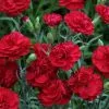 Dianthus Passion ('Wp Passion') (Scent First Series) (PBR) | 9cm Pot -Perennial Plants Sales Store RH30004904 87cc
