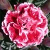 Dianthus Sugar Plum ('WP08 IAN04') (PBR) (Scent First Series) | 9cm Pot 1 Dianthus Sugar Plum ('WP08 IAN04') (PBR) (Scent First Series) | 9cm Pot -Perennial Plants Sales Store RH30004905 9e6e