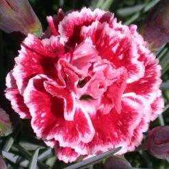 Dianthus Sugar Plum ('WP08 IAN04') (PBR) (Scent First Series) | 9cm Pot