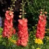 Delphinium Red Lark (PBR) | 9cm Pot -Perennial Plants Sales Store RH30004951 9207