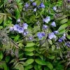 Polemonium Heaven Scent (PBR) | 9cm Pot