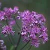 Thalictrum Elin | 9cm Pot -Perennial Plants Sales Store RH30004970 92c5