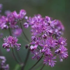 Thalictrum Elin | 9cm Pot