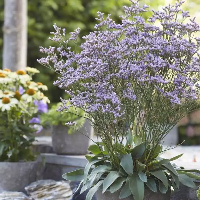 Limonium Gmelinii Dazzle Rocks ('Ste10') (PBR) | 9cm Pot 3 Limonium Gmelinii Dazzle Rocks ('Ste10') (PBR) | 9cm Pot