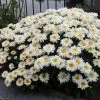 Leucanthemum × Superbum Freak! ('Leuz0001') (PBR) | 9cm Pot -Perennial Plants Sales Store RH30004972 843a