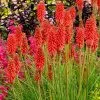 Kniphofia Redhot Popsicle (Popsicle Series) | 9cm Pot -Perennial Plants Sales Store RH30004974 6c2d