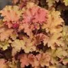 Heuchera Tangerine Wave (PBR) (Fox Series) | 9cm Pot