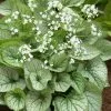 Brunnera Mr Morse (PBR) | 9cm Pot