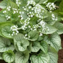 Brunnera Mr Morse (PBR) | 9cm Pot