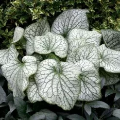 Brunnera Macrophylla Alexanders Great (PBR) | 9cm Pot