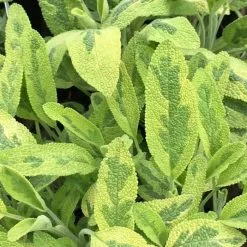Salvia Officinalis Icterina | 9cm Pot