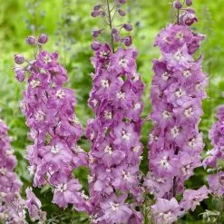 Delphinium Strawberry Fair | 9cm Pot