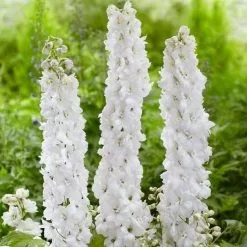 Delphinium Moonbeam | 9cm Pot