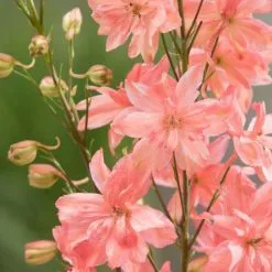Delphinium Princess Charlotte | 9cm Pot