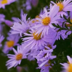 Symphyotrichum Oblongifolium October Skies | 9cm Pot