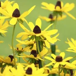 Rudbeckia Triloba | 9cm Pot