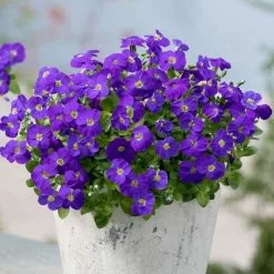 Aubrieta Gracilis Kitte Blue | 9cm Pot