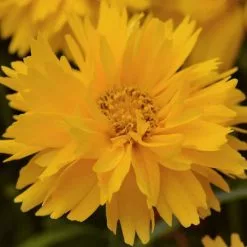 Coreopsis Grandiflora Double The Sun | 9cm Pot
