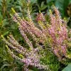 Calluna Vulgaris Pink Athene | 9cm Pot -Perennial Plants Sales Store RH30005343 d3a1
