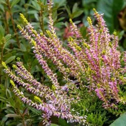Calluna Vulgaris Pink Athene | 9cm Pot