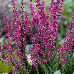 Calluna Vulgaris Theresa | 9cm Pot